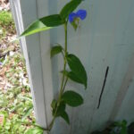 Blue flower of Asiatic dayflower