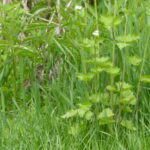 Rabbit hiding in grasses