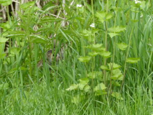 Rabbit hiding in grasses