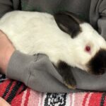 Girl holding a rabbit at the Rabbit show.