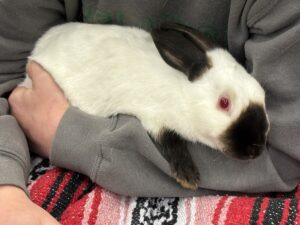 Girl holding a rabbit at the Rabbit show.