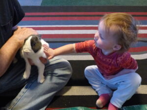 Child touching a rabbit.