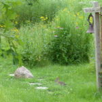 Rabbit at entry to labyrinth.