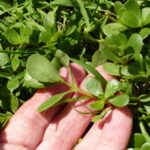 Succulent leaves of purslane