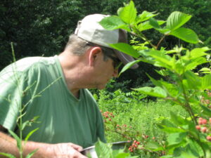 Man picking blackberries