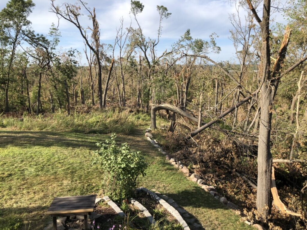 Fallen trees after the Derecho.