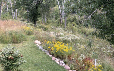 Delightful Wildflower Progression