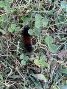 Wooly bear in clovers