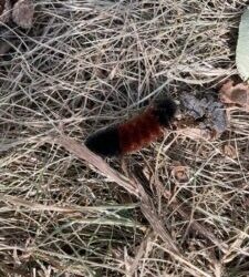 Wooly Bears!