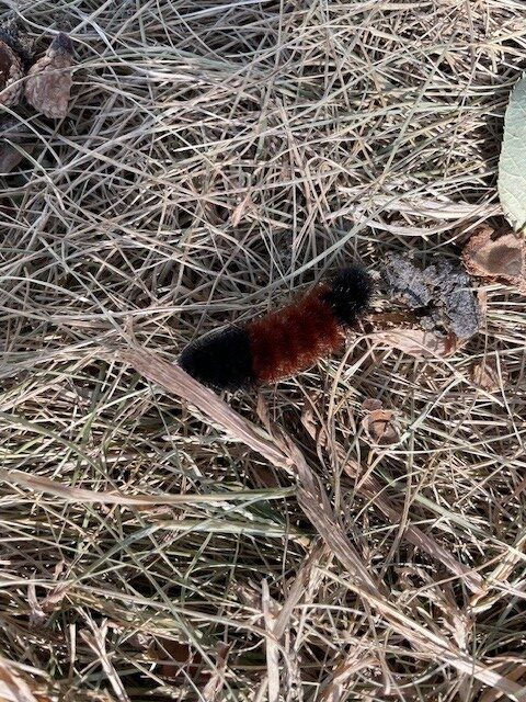 brown and black wooly bear on ground