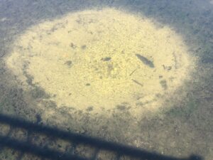 Round Sunfish nest in warm, shallow waters