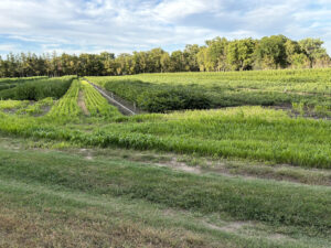 Nebraska National Forest nursery trees.