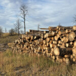 Lumber of dead trees stacked many feet high.