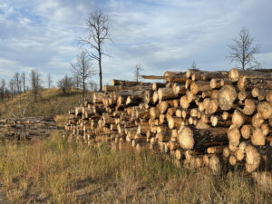 Lumber of dead trees stacked many feet high.