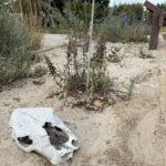 Buffalo skull and native plants