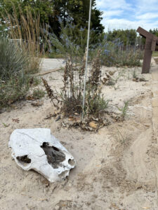 Buffalo skull and native plants