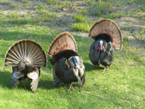 Turkeys strutting