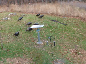 Turkeys foraging in yard.