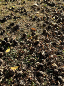 Walnuts on ground