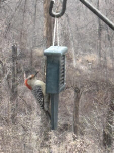 Red bellied woodpecker on frozen suet.