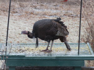 Gobbler with ice hanging off after ice storm.