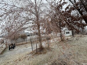 Birch limbs bent to the ground under the ice.