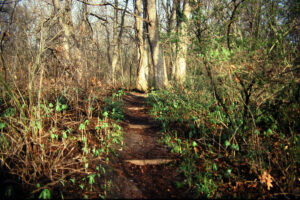 Woodland path springtime after a burn. May apples emerging. Small invasive plants dead.