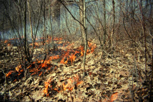 Woodland burns kill invasive brushy plants and open the ground for native plants to thrive.