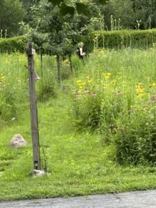 Person walking in summer labyrinth flowers.