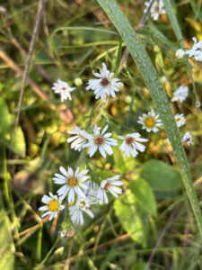 Heath asters and dew drops.