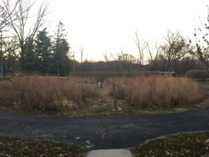 Tall prairie grasses and forbs in labyrinth before the burn.