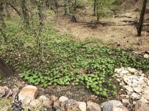 May Apple Leaves in the spring