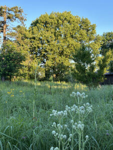 Hackberry tree in morning light.