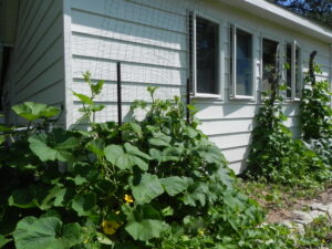 Small plot garden with squash and beans