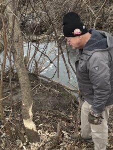 Beaver chew next to a small stream.