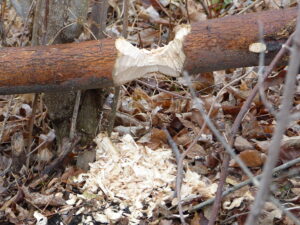 Close up of a beaver chew with chips on the ground and the limb partially eaten through.