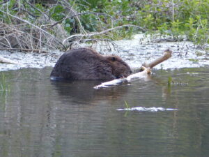 A beaver on water's edge chewing bark off a stick.