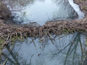 Beaver dam from above.