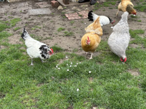 Chickens gobbling up marshmallows.