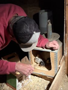 Placing chick under broody hen.