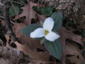 Delicate snow Trillium has three petals and comes up early.