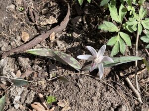 Mottled leaf of Trout Lily