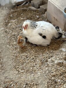 Mother hen with six adopted chicks.