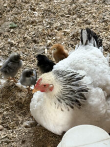 Delaware hen with adopted chicks.