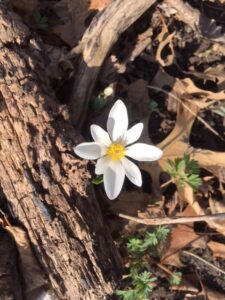 Delicate white bloom of blood root