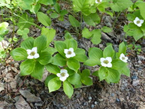 Four white petals of bunchberry