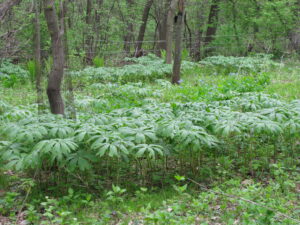 Tent-like leaves of May Apples cover the forest floor.