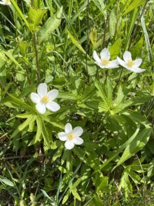 White blooms of Canada windflower.