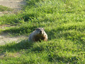 A woodchuck looks up while eating grasses