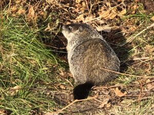 Woodchuck ready to enter den.